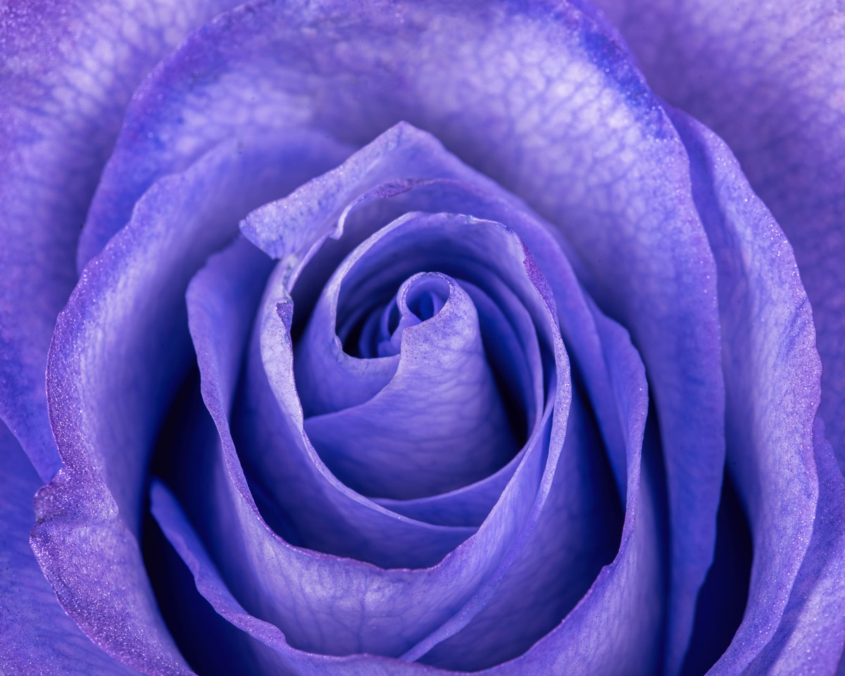 Baby Purple Light detail